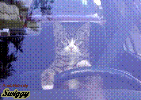 th_cat_drivergif.gif